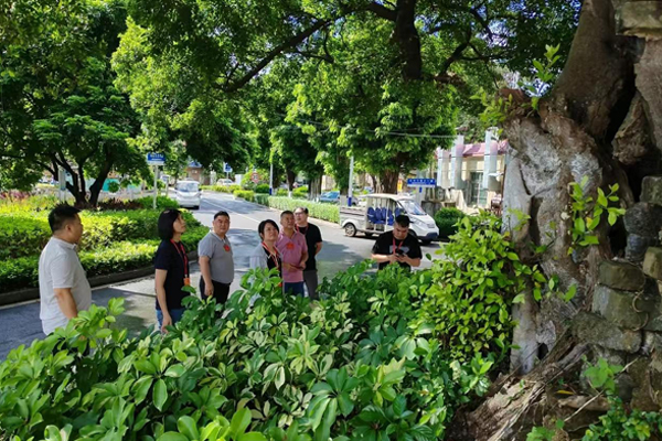 东莞：保护“绿色不动产” 人大代表聚焦古树名木保护